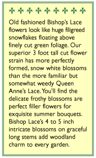 White Butterfly Bishop's Lace Flower Seeds