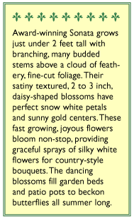 Sonata Knee-High Cosmos Flower Seed Mix