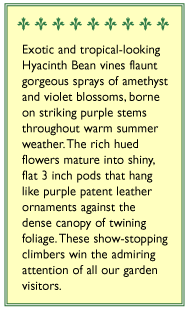 Flowering Purple Hyacinth Bean Vine Flower Seeds