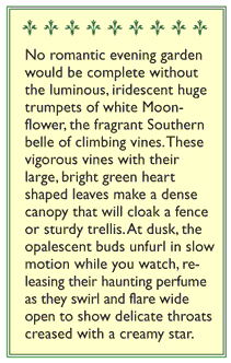 Evening Blooming Fragrant Moonflower Vine Flower Seeds