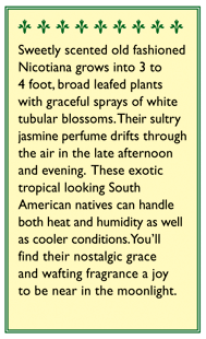 Jasmine Alata Scented Nicotiana Flower Seeds
