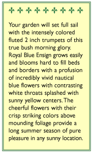 Blue Ensign Bush Morning Glory Flower Seeds