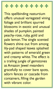 Amazon Jewel Climbing Nasturtium Flower Seeds