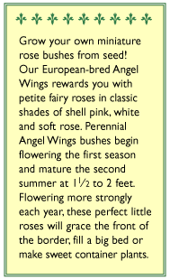 Angel Wings Miniature Rose Flower Seeds