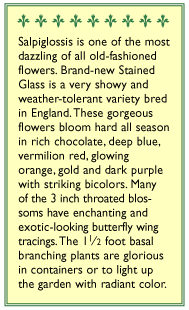 Painted Stained Glass Salpiglossis Flower Seeds