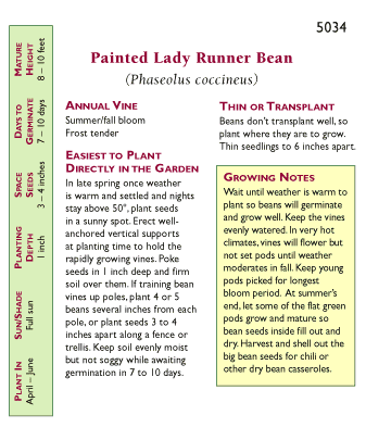 Painted Lady Flower Runner Bean Seeds