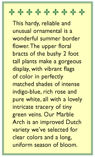 Marble Arch Butterfly Salvia Flower Seeds