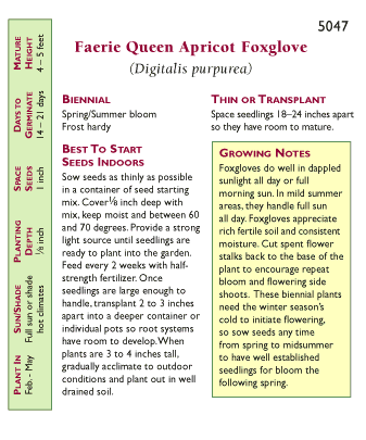 Apricot Faerie Queen Foxglove Flower Seeds