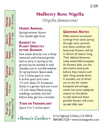 Mulberry Rose Love In A Mist Nigella Flower Seeds