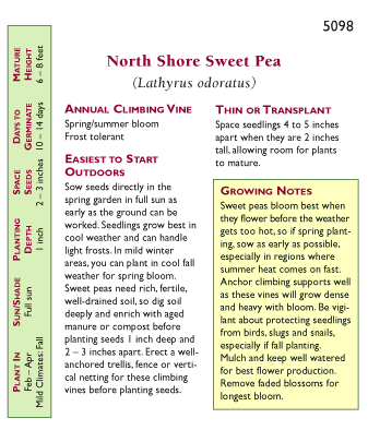 North Shore Sweet Pea Flower Seeds
