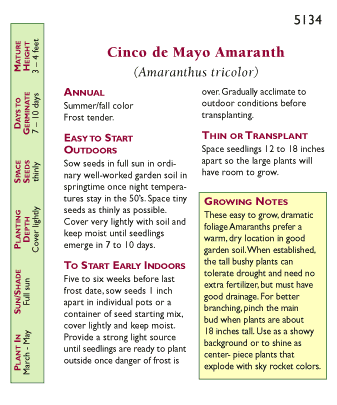 Cinco De Mayo Ornamental Amaranth Flower Seeds