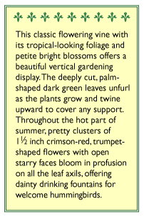 Cardinal Climber Vine Flower Seeds
