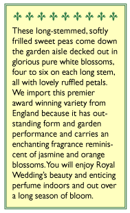 Royal Wedding Sweet Pea Flower Seeds