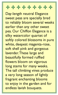 Chiffon Elegance Sweet Pea Flower Seeds