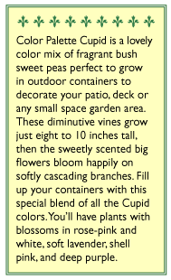 Cupid Color Palette Windowbox Sweet Pea Flower Seeds