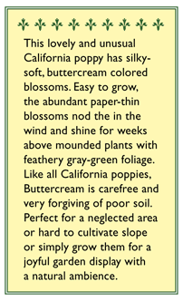 Buttercream California Poppy Flower Seeds