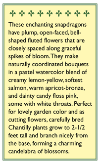 Chantilly Butterfly Snapdragon Flower Seeds