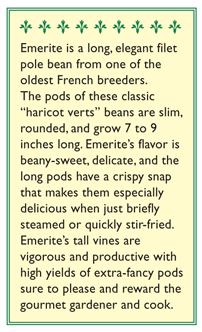 Emerite Filet Pole Bean Seeds