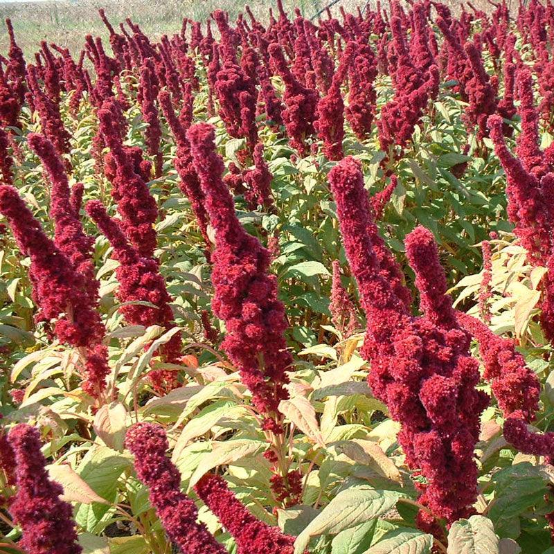 Garnet Red Amaranth Seeds (Organic)