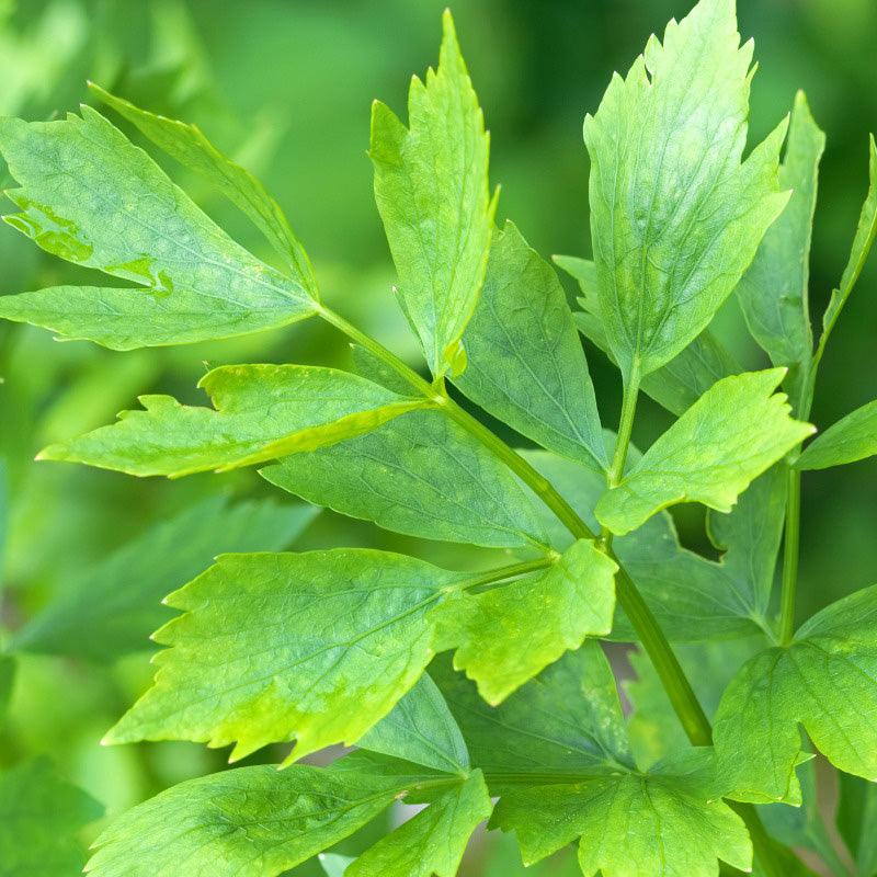 Lovage Seeds