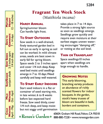 Ten Week Perfume Stock Flower Seeds