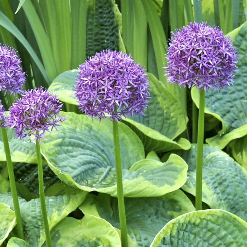 Allium Purple Sensation (Pack of 8)