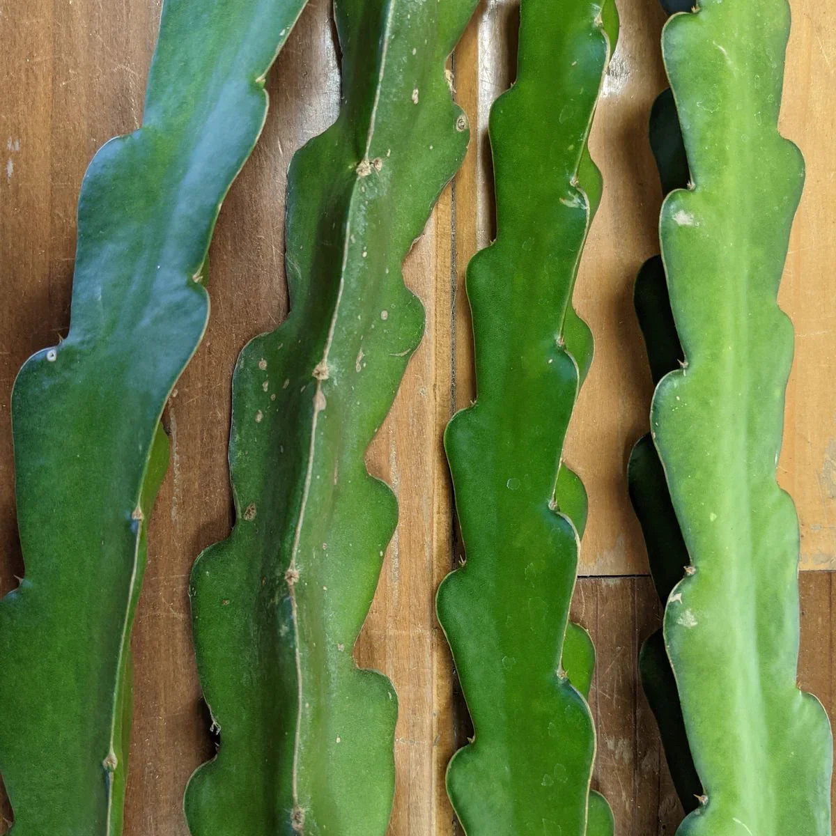 Organic American Beauty Dragon Fruit Cuttings