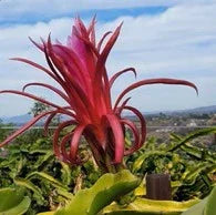 Organic Dragon Fruit Bundle
