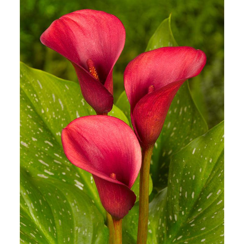 Zantedeschia (Calla Lily) Red Alert (Pack of 1)