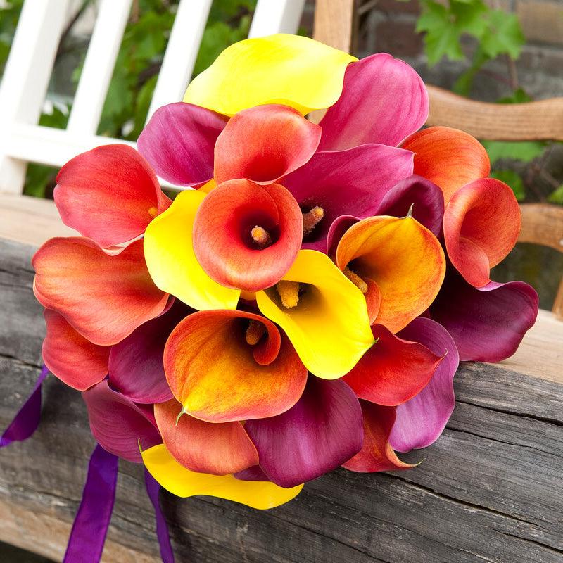 Zantedeschia (Calla Lily) Tequila Sunrise Blend (Pack of 3)