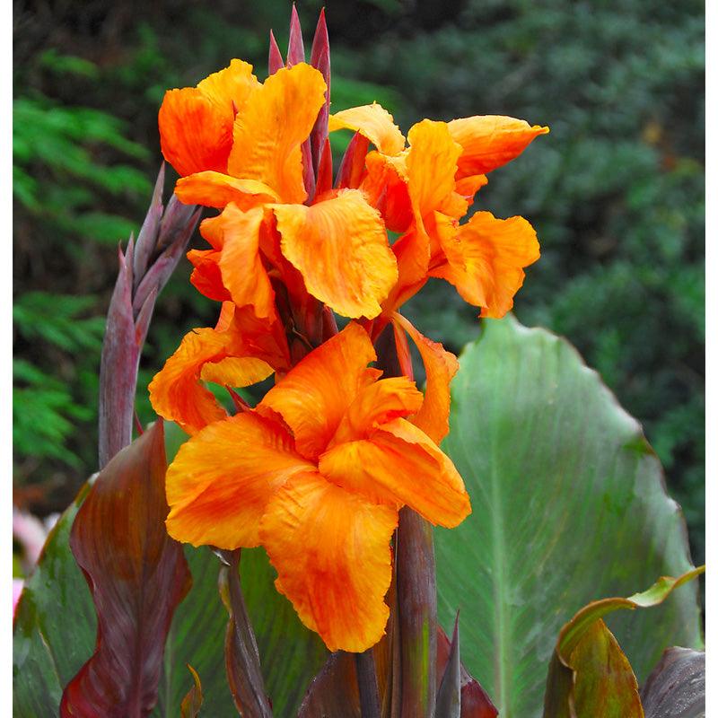 Canna Wyoming (Pack of 2)