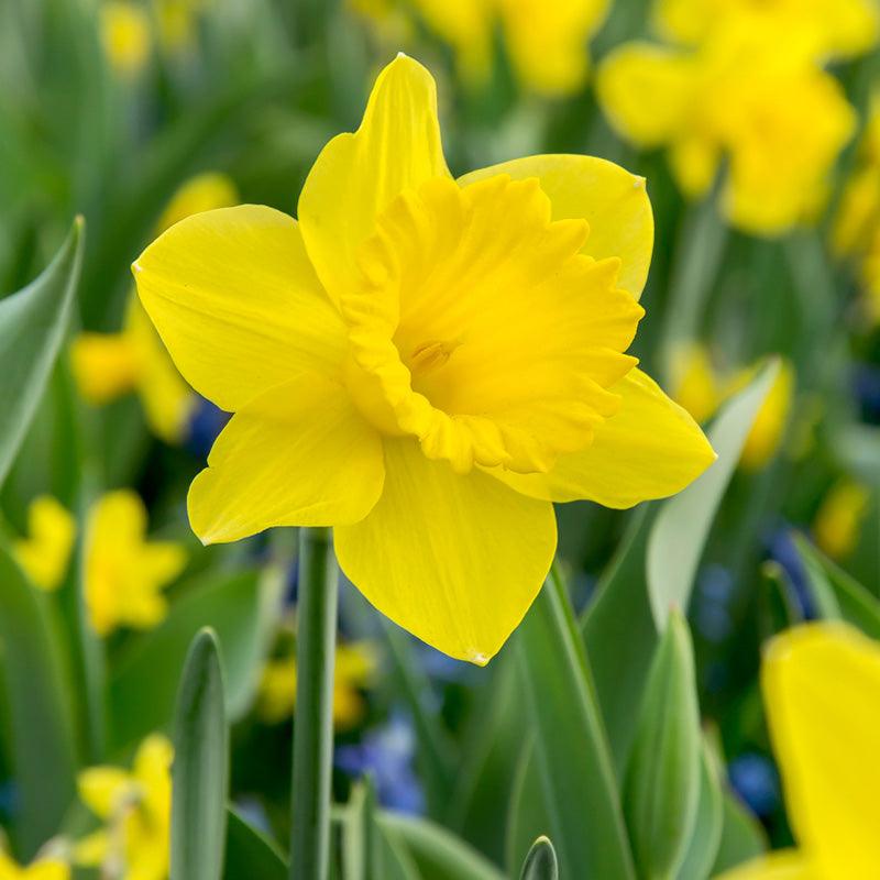 Trumpet Narcissus Dutch Master (Pack of 16)