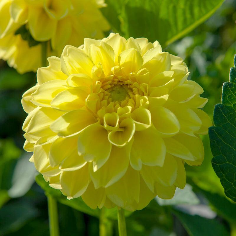 Dahlia Decorative American Sun (Pack of 2)