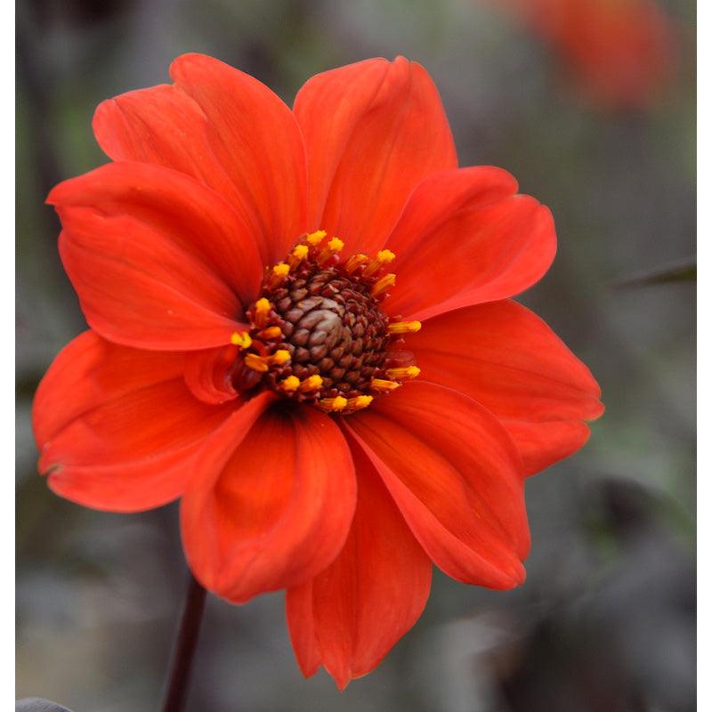 Dahlia Peony Flowering Bishop of Llandaff (Pack of 2)