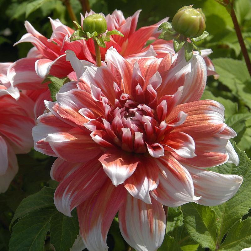 Dahlia Dinner Plate Frost Nip (Pack of 2)