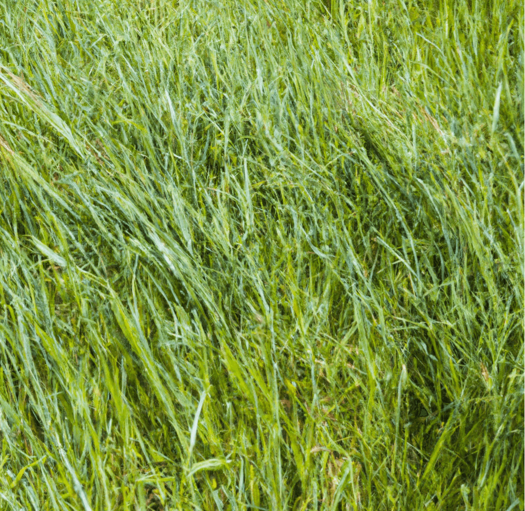 Peaceful Valley Dryland Grass Hay Mix (lb)