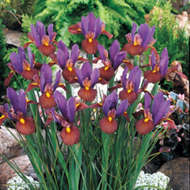 Dutch Iris Eye of The Tiger (12/pk)