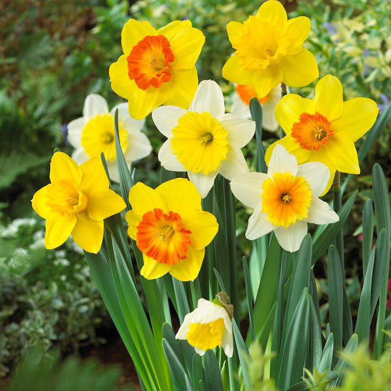 Large Cupped Narcissus Mix (Pack of 16)