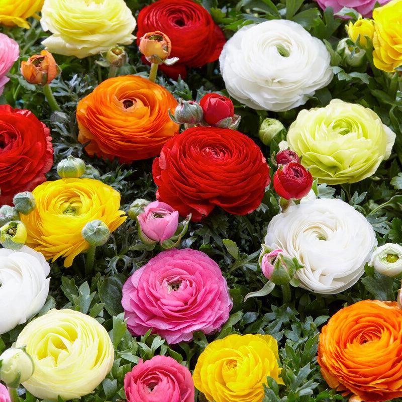 Ranunculus Bulb Mix (Pack of 10)