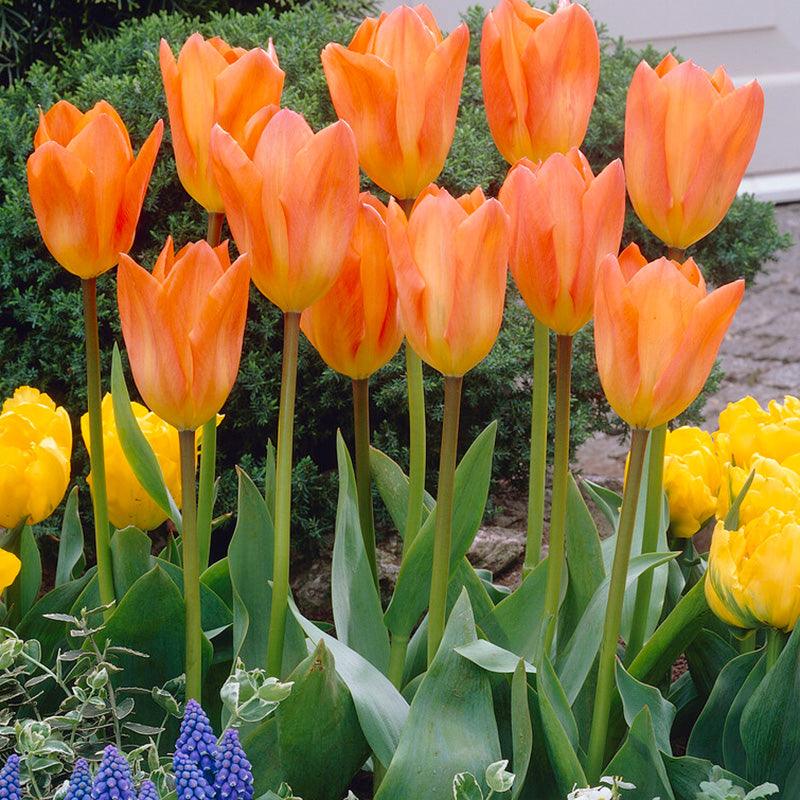 Tulip Fosteriana Orange Emperor (Pack of 7)