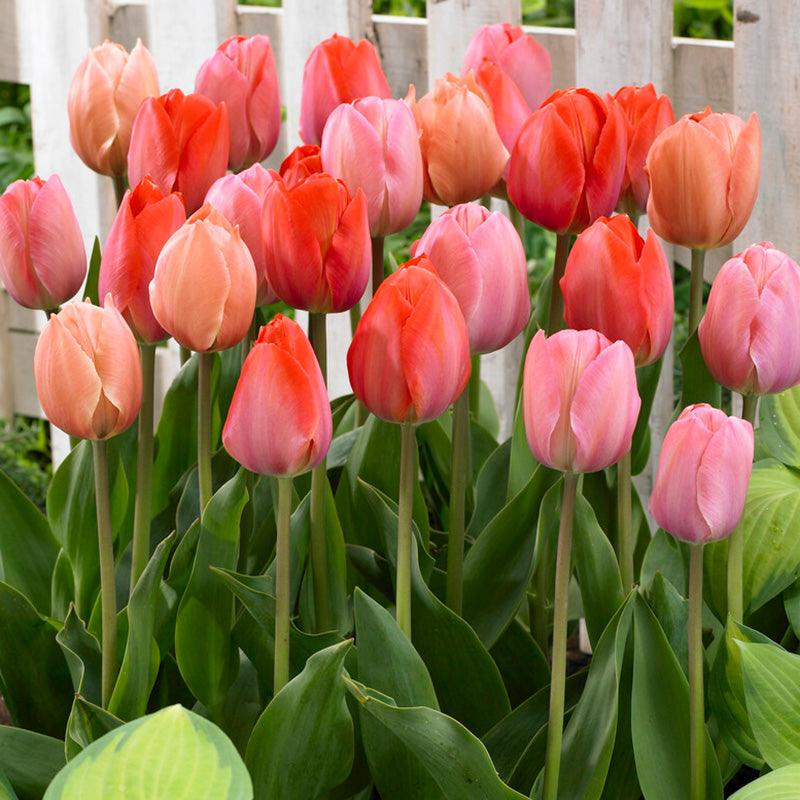 Tulip Blush Blend (Pack of 40)