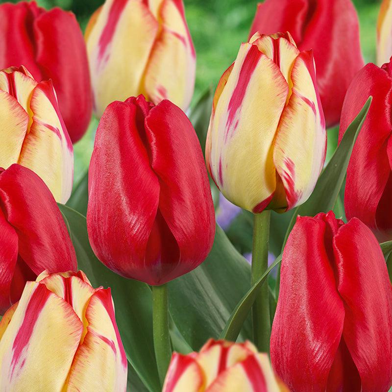 Spring Break Tulip Bulb Blend (Pack of 12)