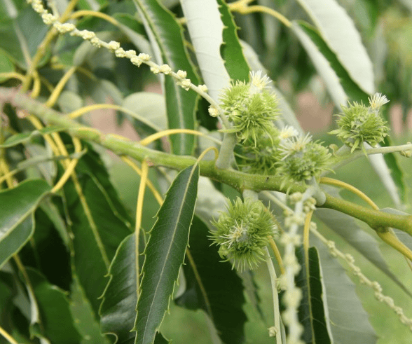 Colossal Chestnut Tree