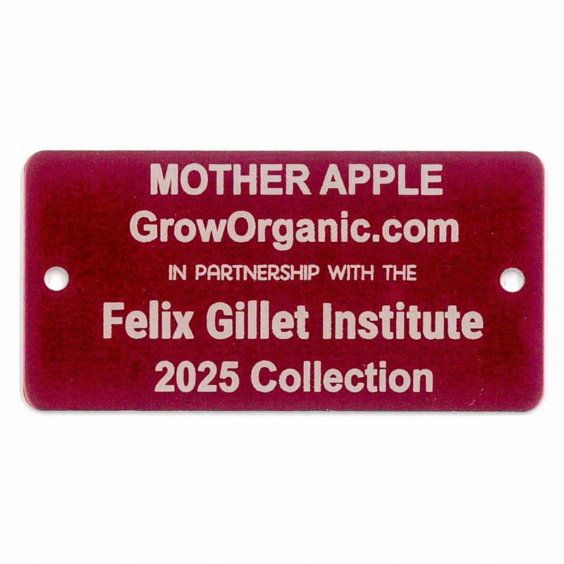 Mother Apple Tree