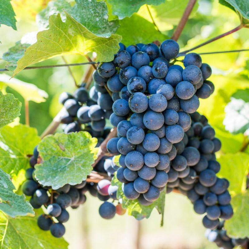 Grape Autumn Royal Seedless Grape Vine