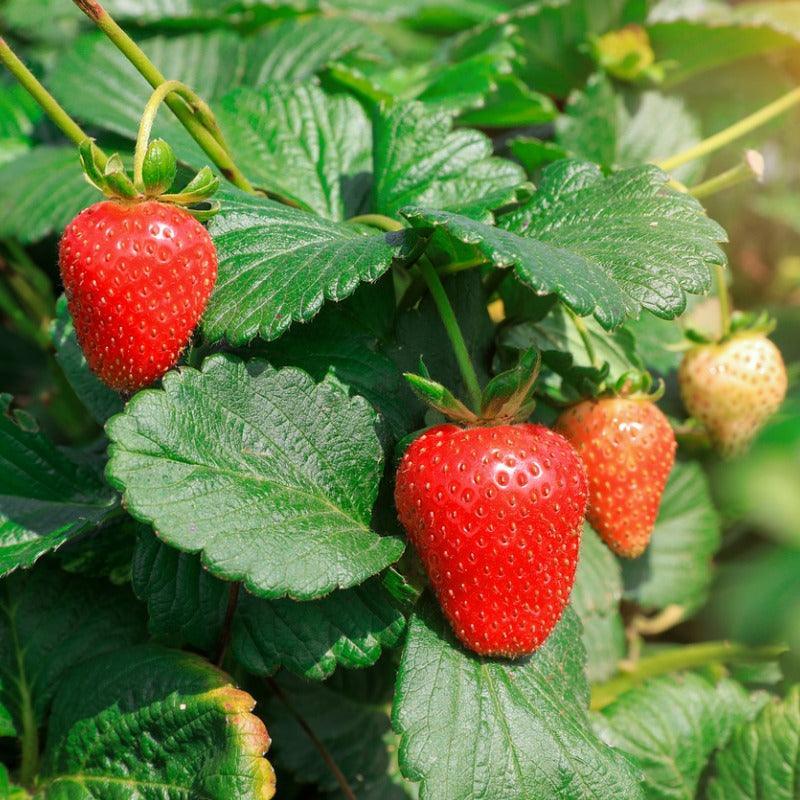 Eclair Strawberry Plants