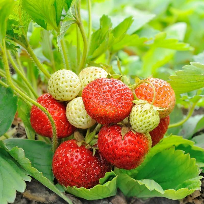 Honeoye Strawberry Plants