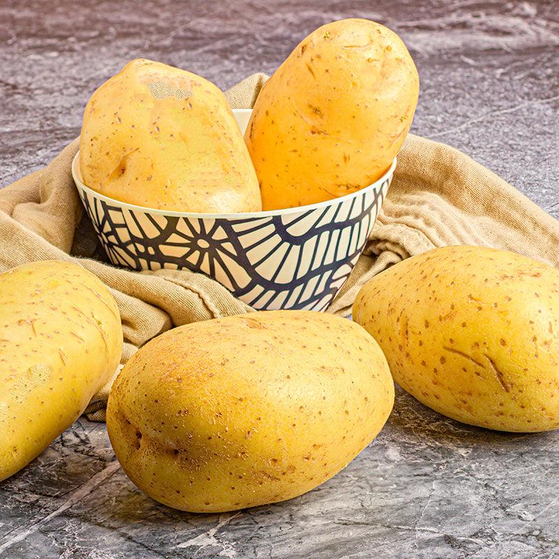 Organic Grand Duke Seed Potato (lb)