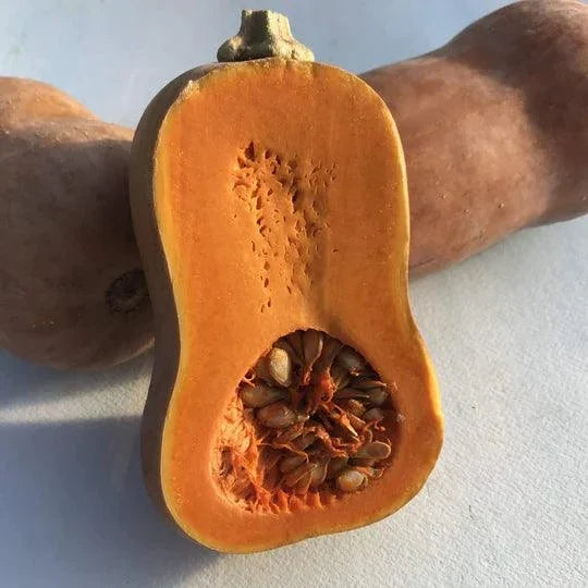 Organic Honeynut Squash