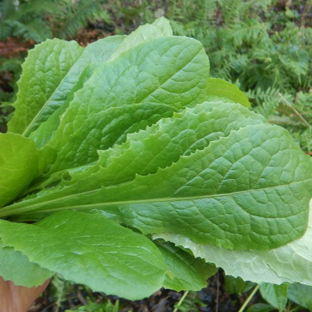 Wild Lettuce Seeds (Organic)
